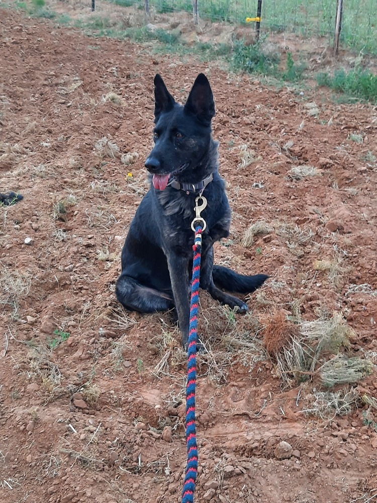 Nova the tripod - Located in NM