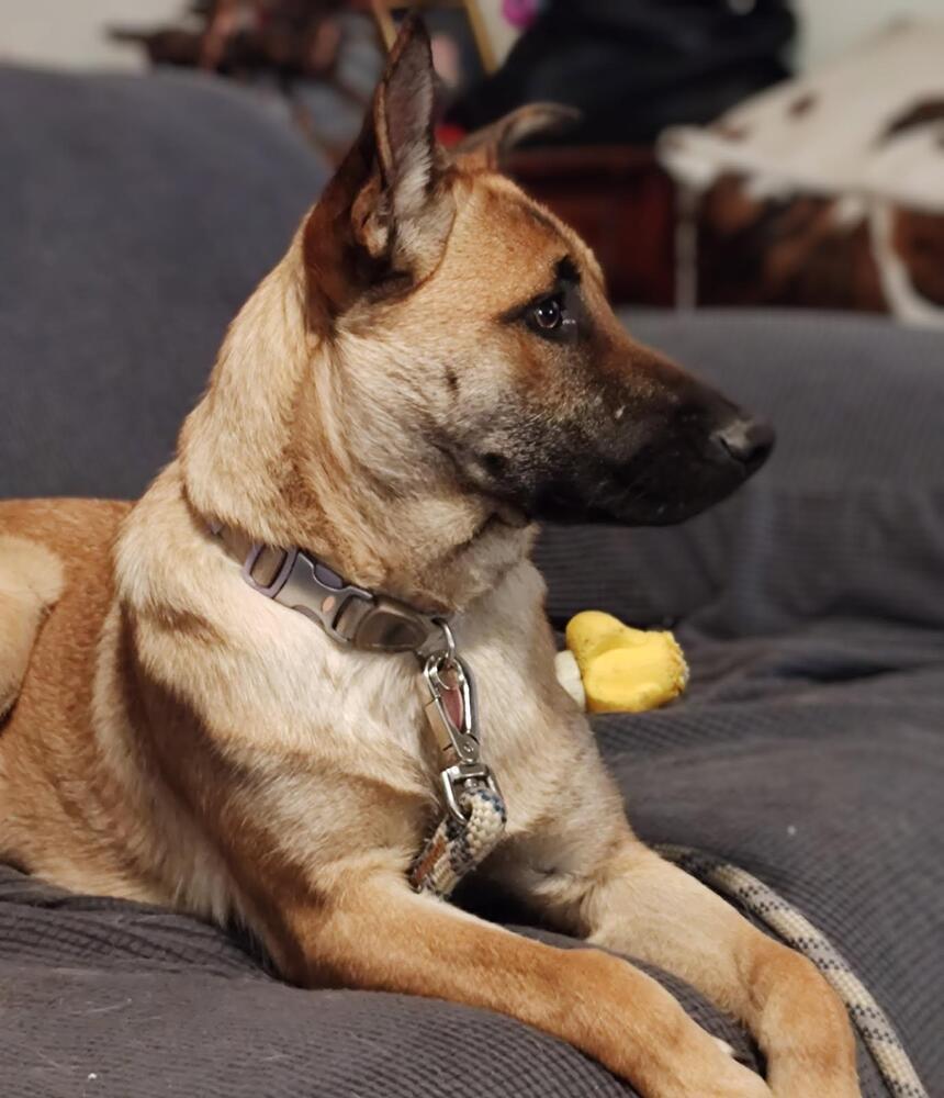 Nova Mae located in New Mexico, an adoptable Belgian Shepherd / Malinois in Santa Fe, NM, 87500 | Photo Image 1