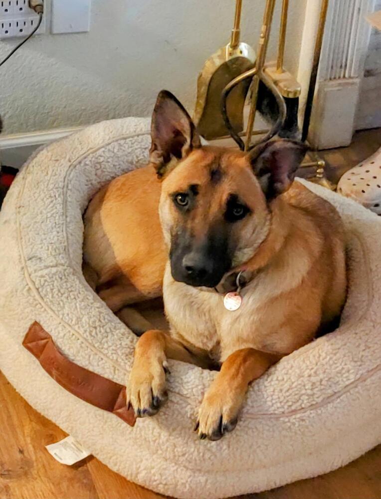 Nova Mae located in New Mexico, an adoptable Belgian Shepherd / Malinois in Santa Fe, NM, 87500 | Photo Image 2