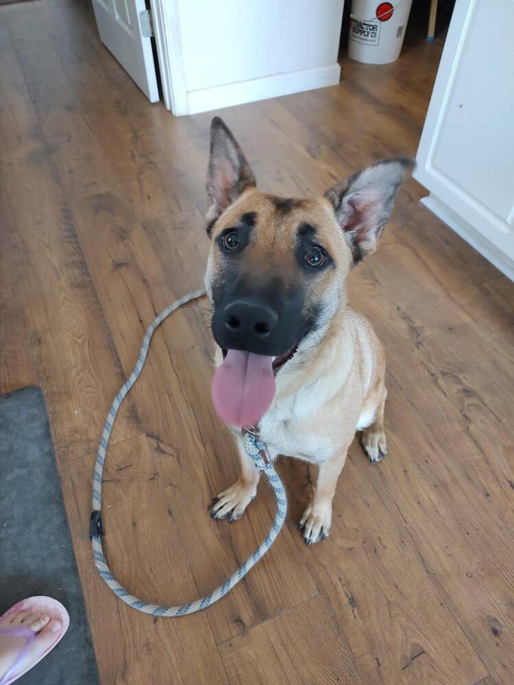 Nova Mae located in New Mexico, an adoptable Belgian Shepherd / Malinois in Santa Fe, NM, 87500 | Photo Image 3