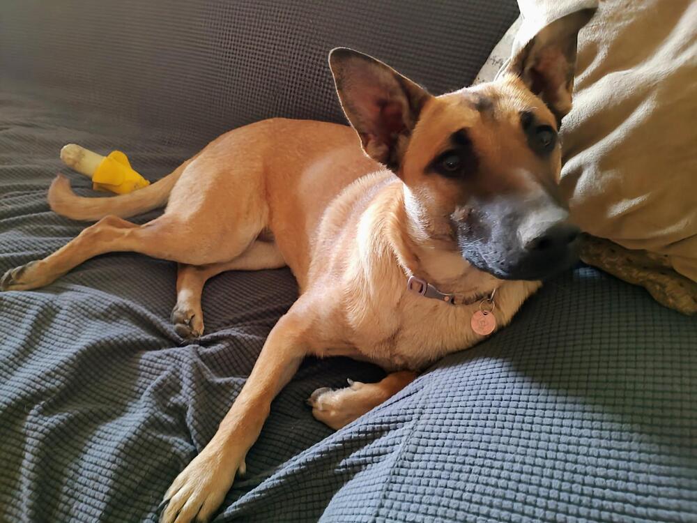 Nova Mae located in New Mexico, an adoptable Belgian Shepherd / Malinois in Santa Fe, NM, 87500 | Photo Image 4