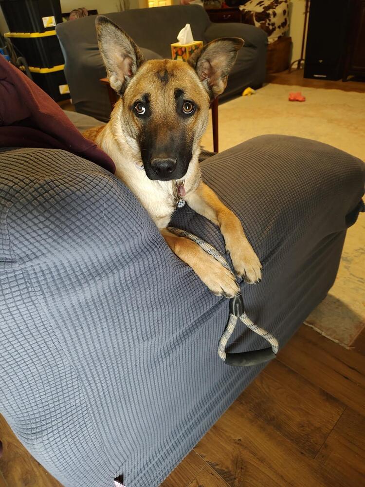 Nova Mae located in New Mexico, an adoptable Belgian Shepherd / Malinois in Santa Fe, NM, 87500 | Photo Image 5