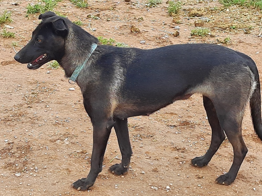 Wizard of Oz litter - Dorothy (Momma) located in west TX