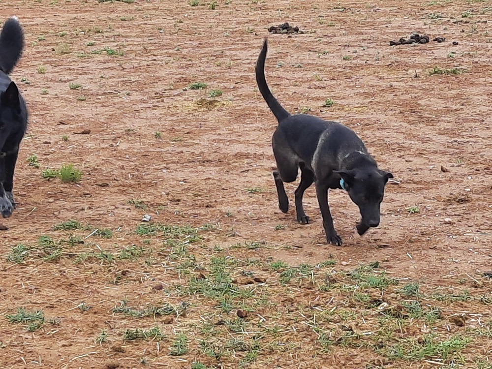 Wizard of Oz litter - Dorothy (Momma) located in west TX