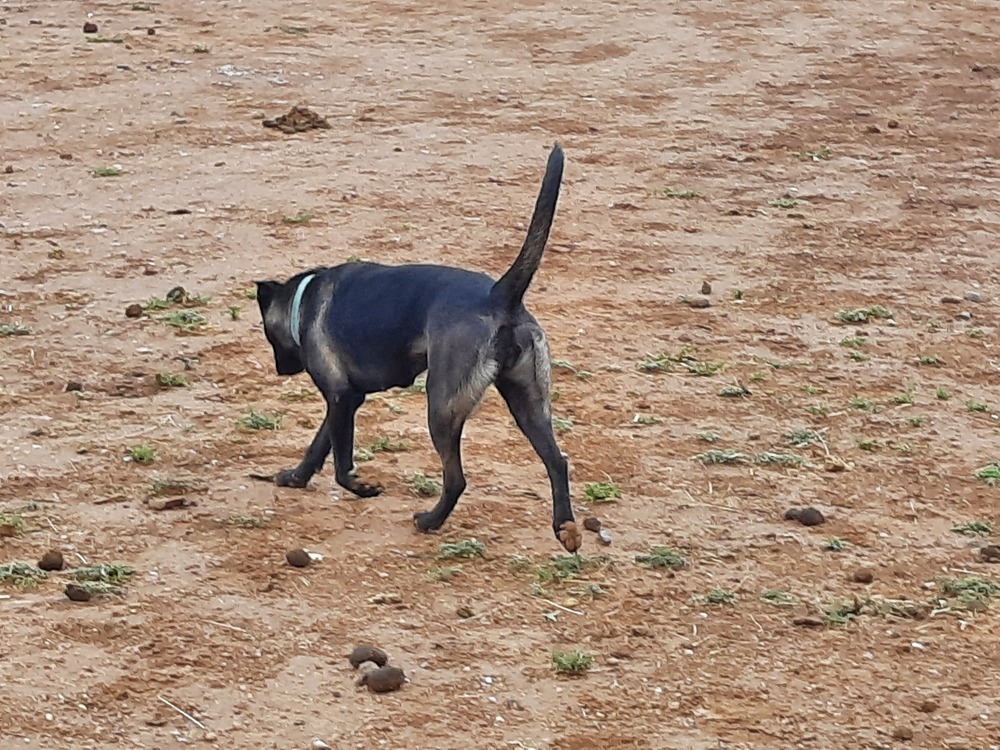 Wizard of Oz litter - Dorothy (Momma) located in west TX