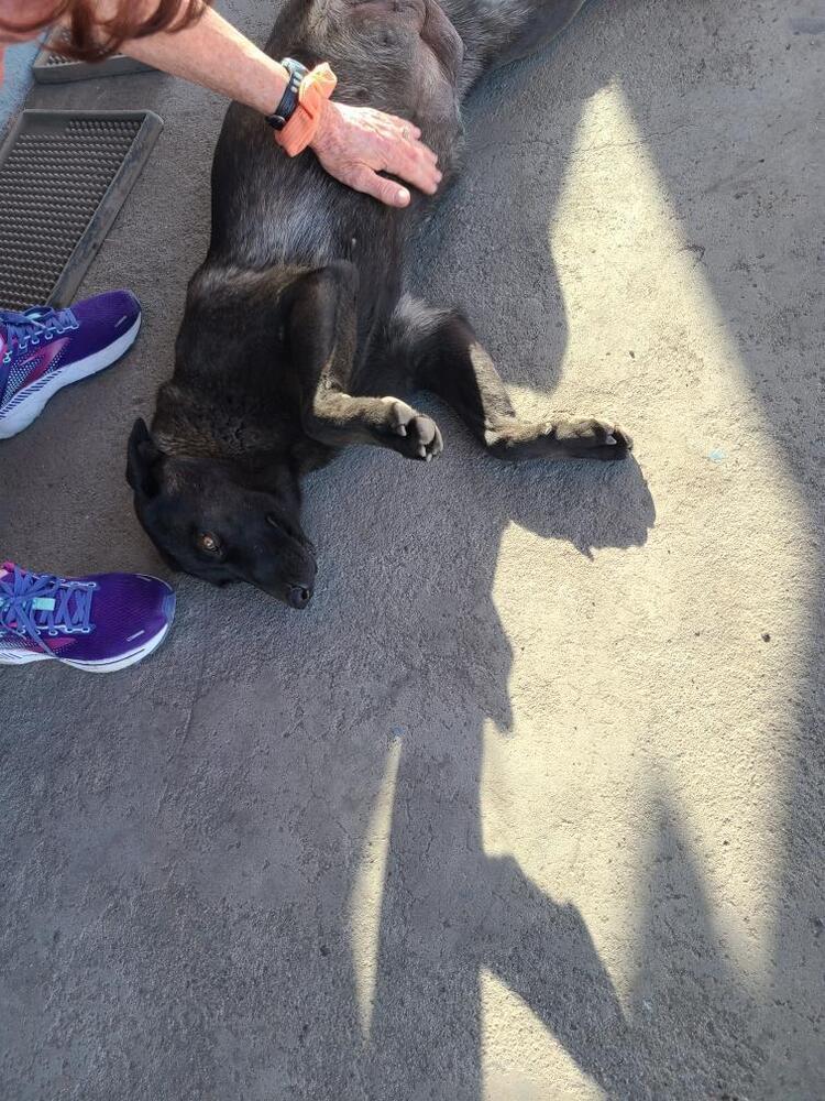 Wizard of Oz litter - Dorothy (Momma) located in west TX