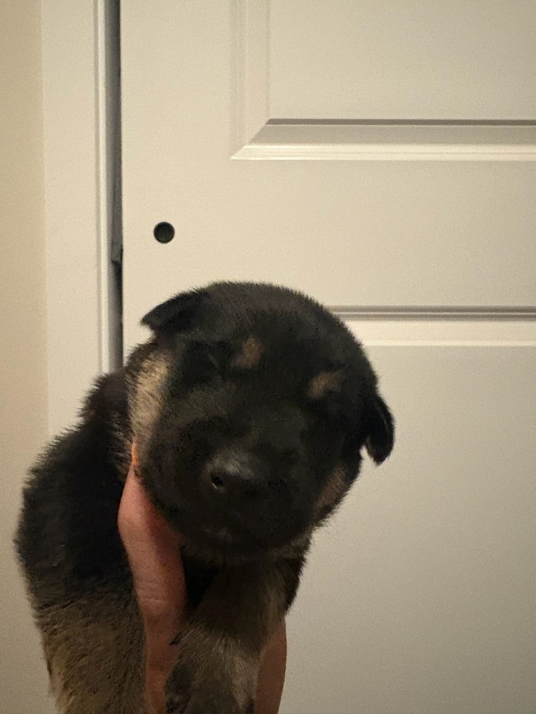 Wizard of Oz litter - Henry located in west TX