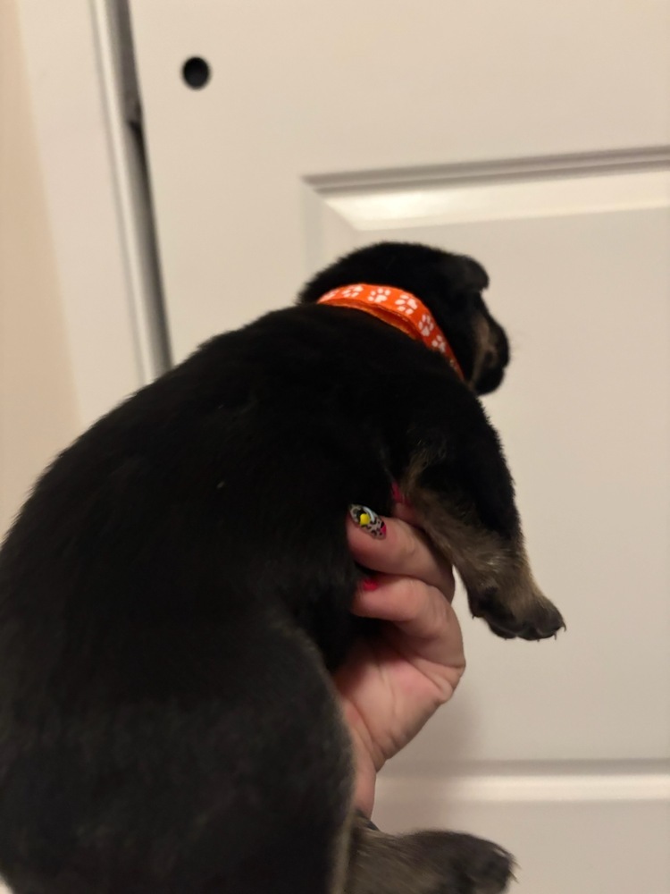 Wizard of Oz litter - Henry located in west TX