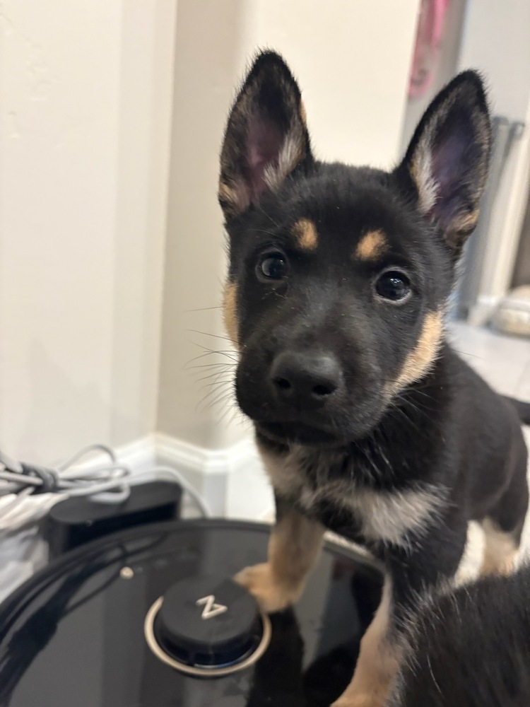 Wizard of Oz litter - Henry located in west TX