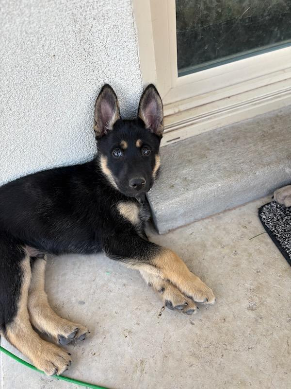 Wizard of Oz litter - Henry located in west TX