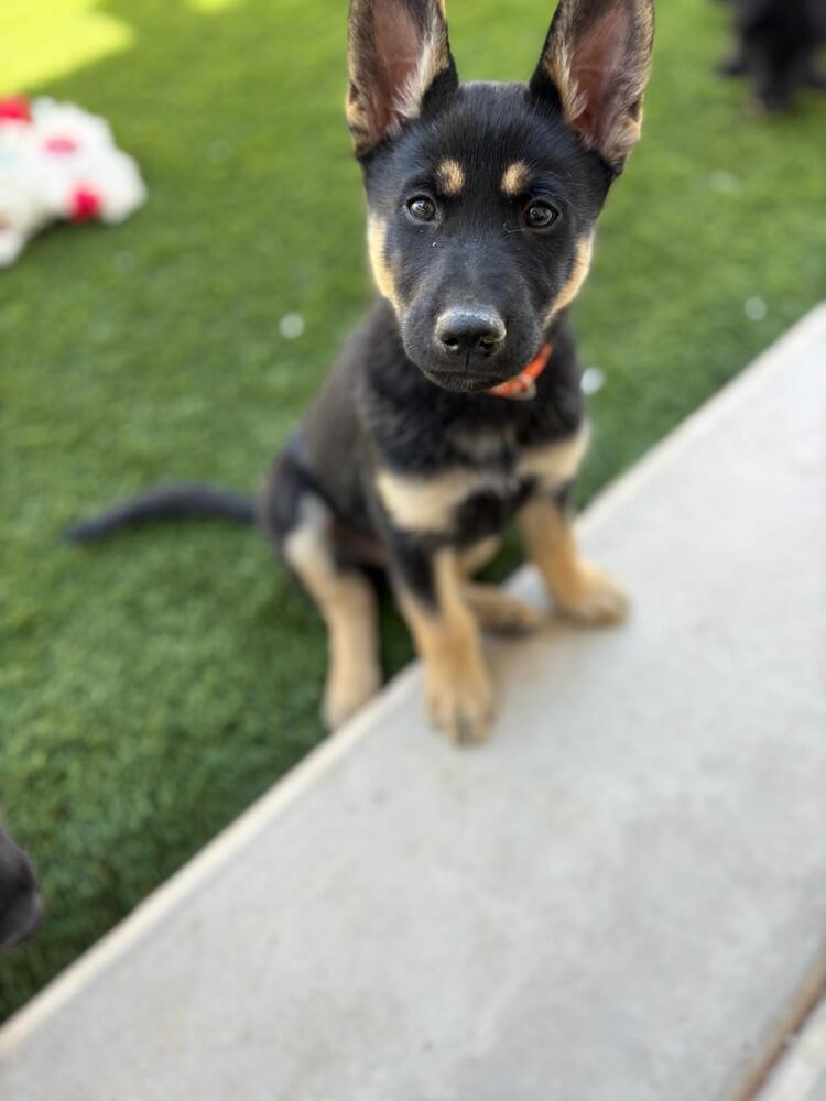 Wizard of Oz litter - Henry located in west TX