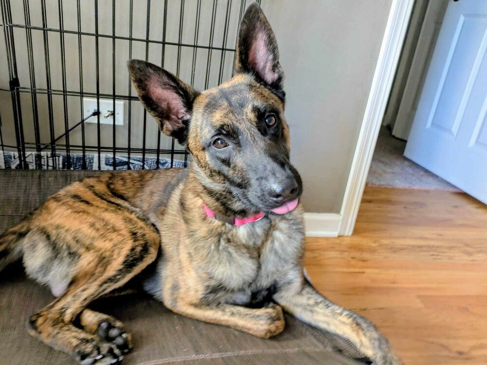 Ryder - Located in IL