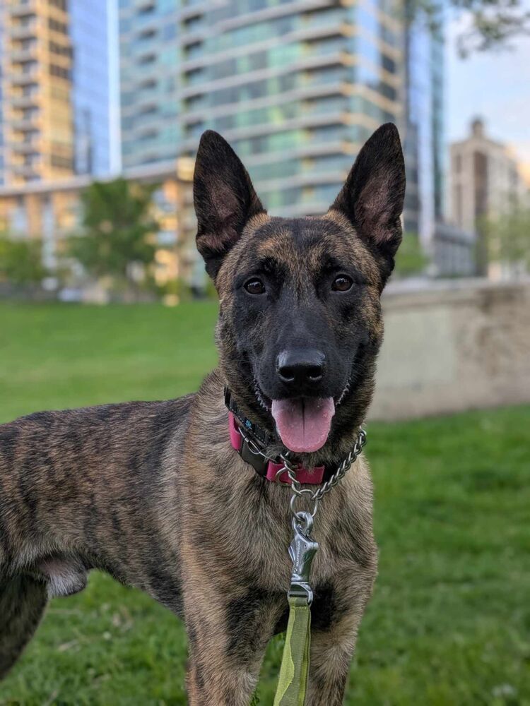 Ryder - Located in IL