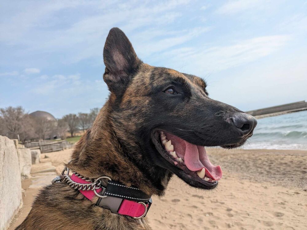 Ryder - Located in IL