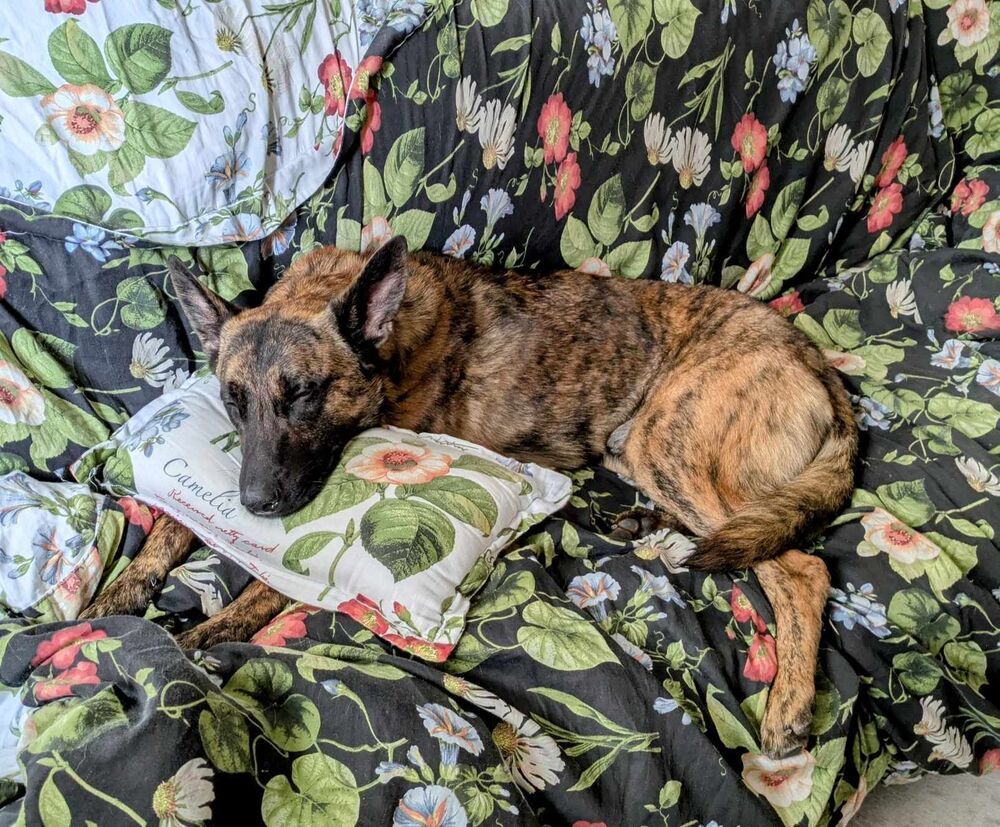 Ryder - Located in IL