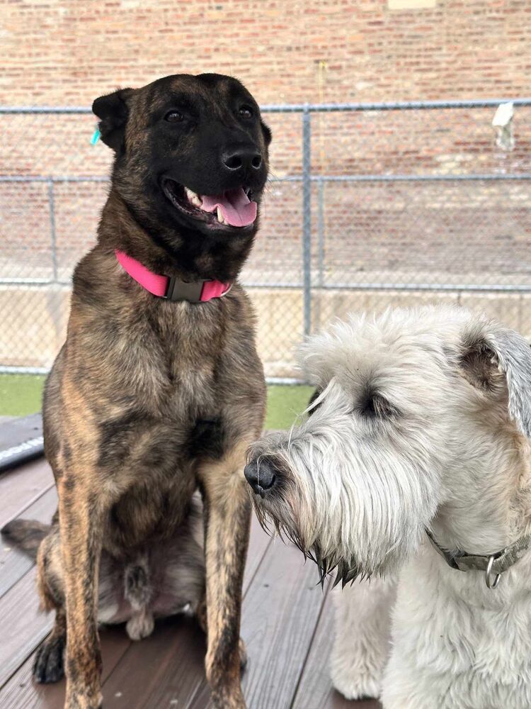 Ryder - Located in IL