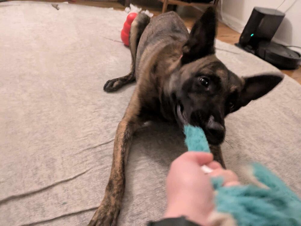 Ryder - Located in IL