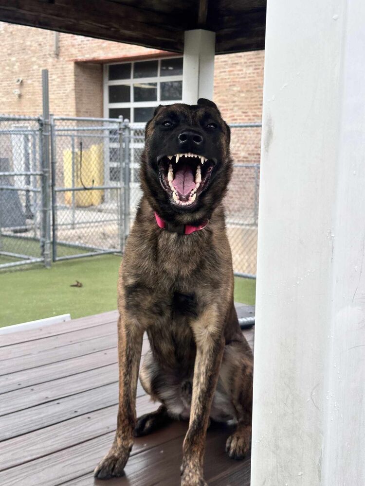 Ryder - Located in IL