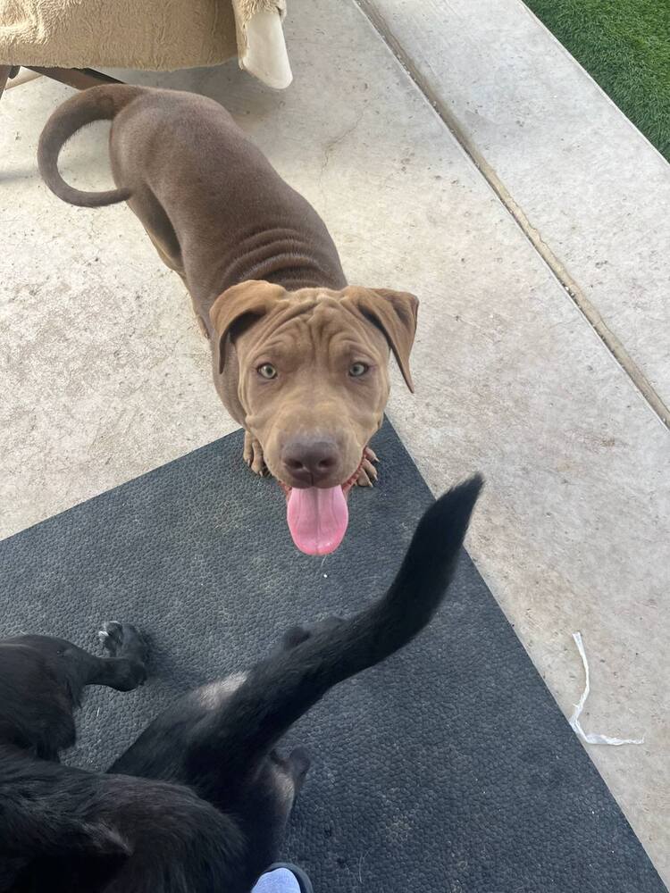 Wizard of Oz litter - Finley - located in west TX