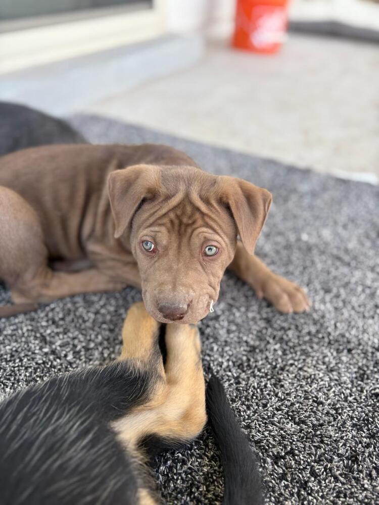 Wizard of Oz litter - Finley - located in west TX