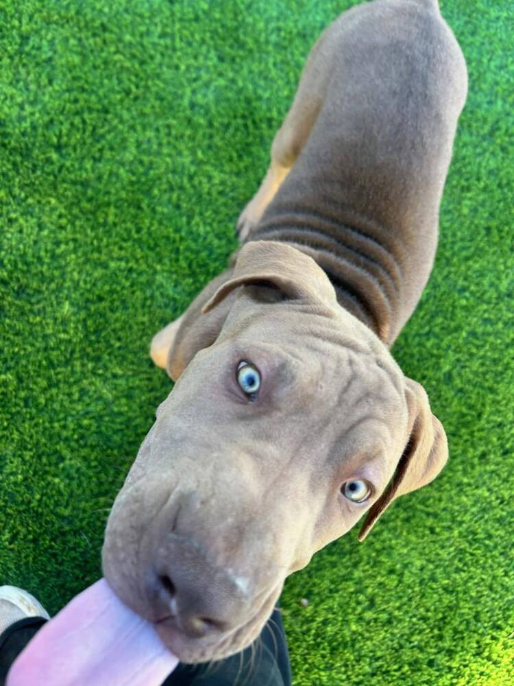 Wizard of Oz litter - Finley - located in west TX