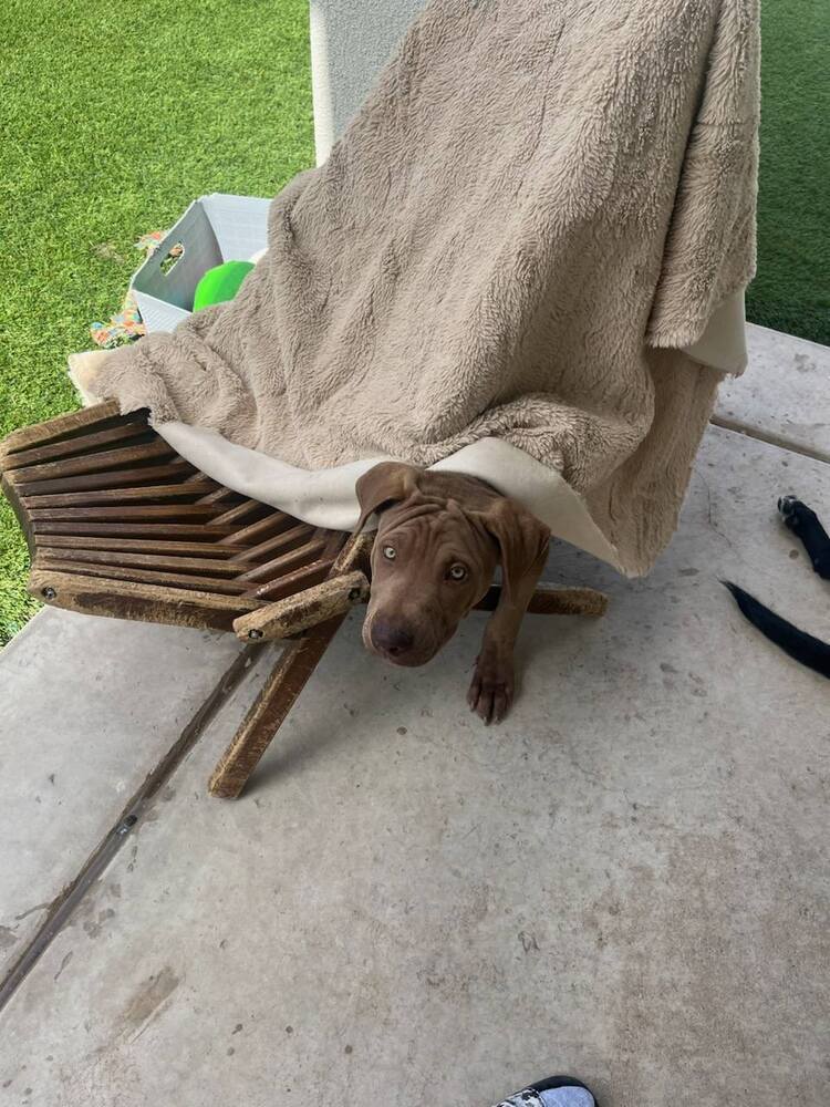 Wizard of Oz litter - Finley - located in west TX