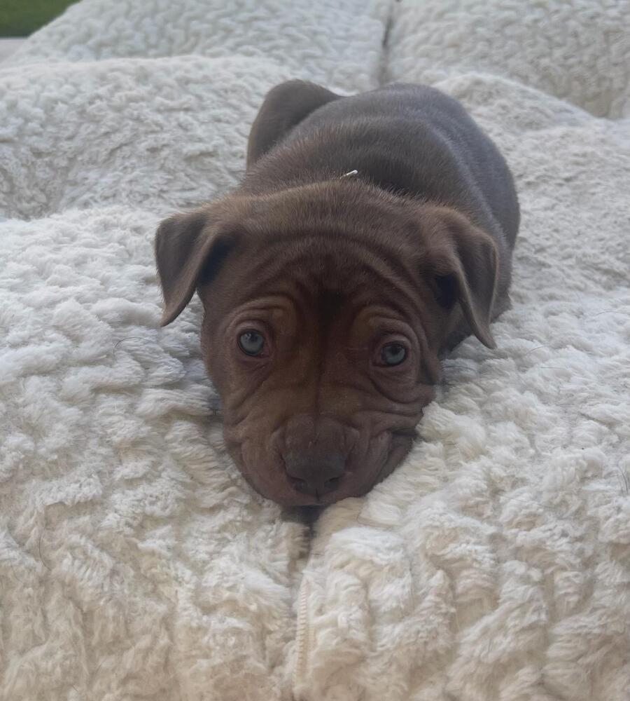 Wizard of Oz litter - Finley - located in west TX