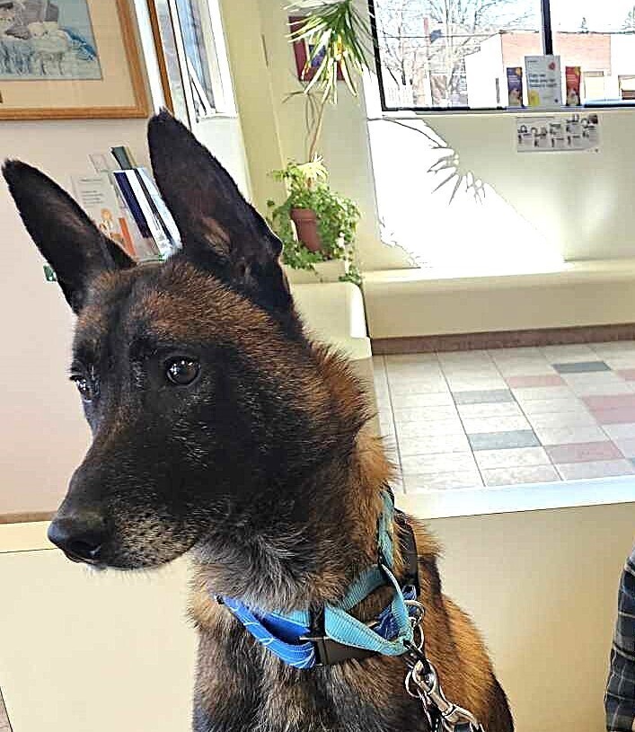 Ziggy - Located in IL