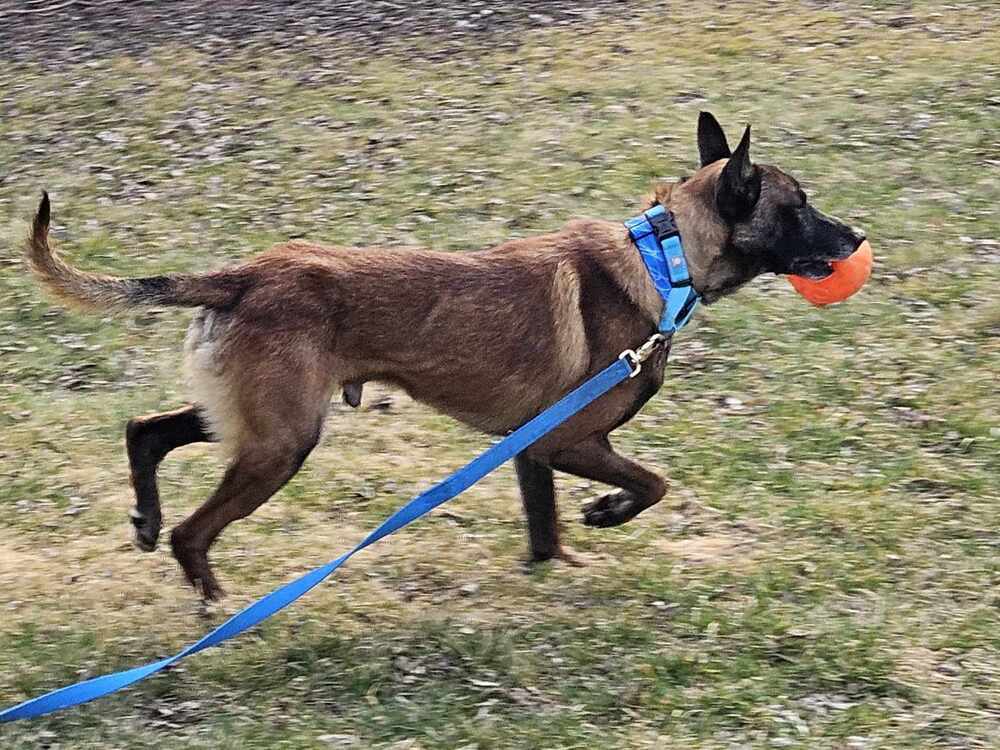 Ziggy - Located in IL