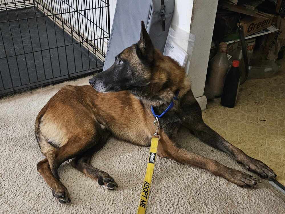 Ziggy - Located in IL