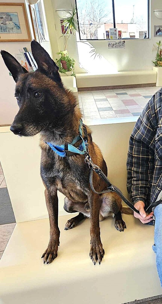 Ziggy - Located in IL
