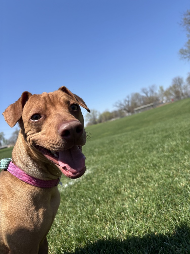 Dobby