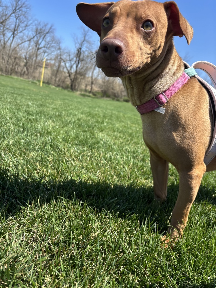 Dobby