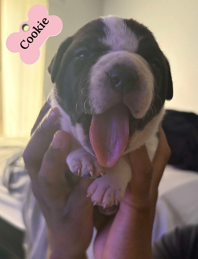 Cookie (Lola's crew 2025)