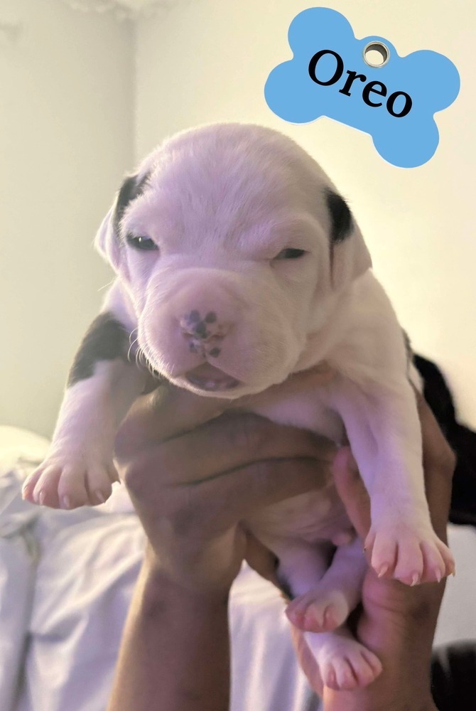 Oreo (Lola's crew 2025)