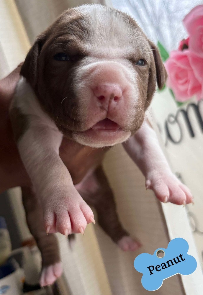 Peanut (Lola's crew 2025)