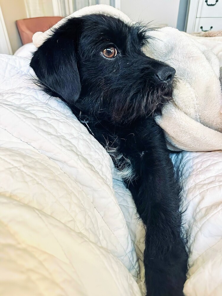 Monty