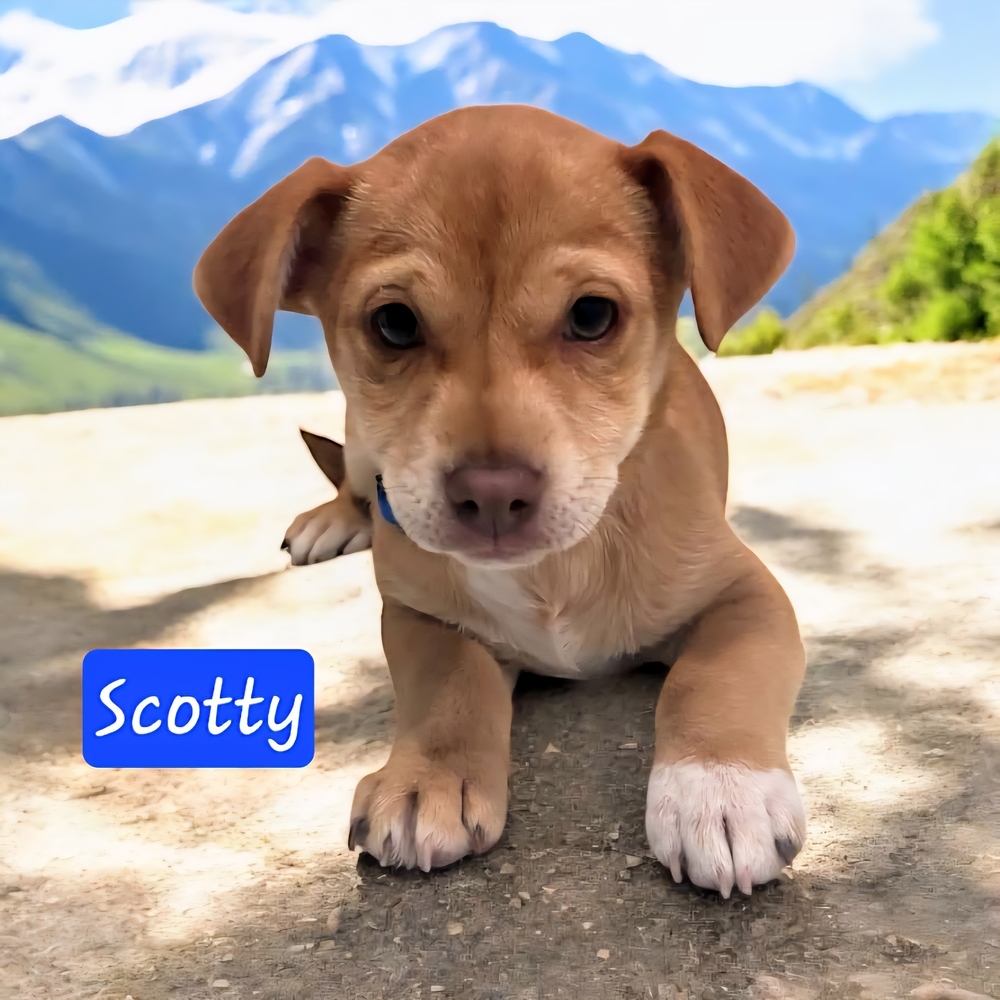 Scotty