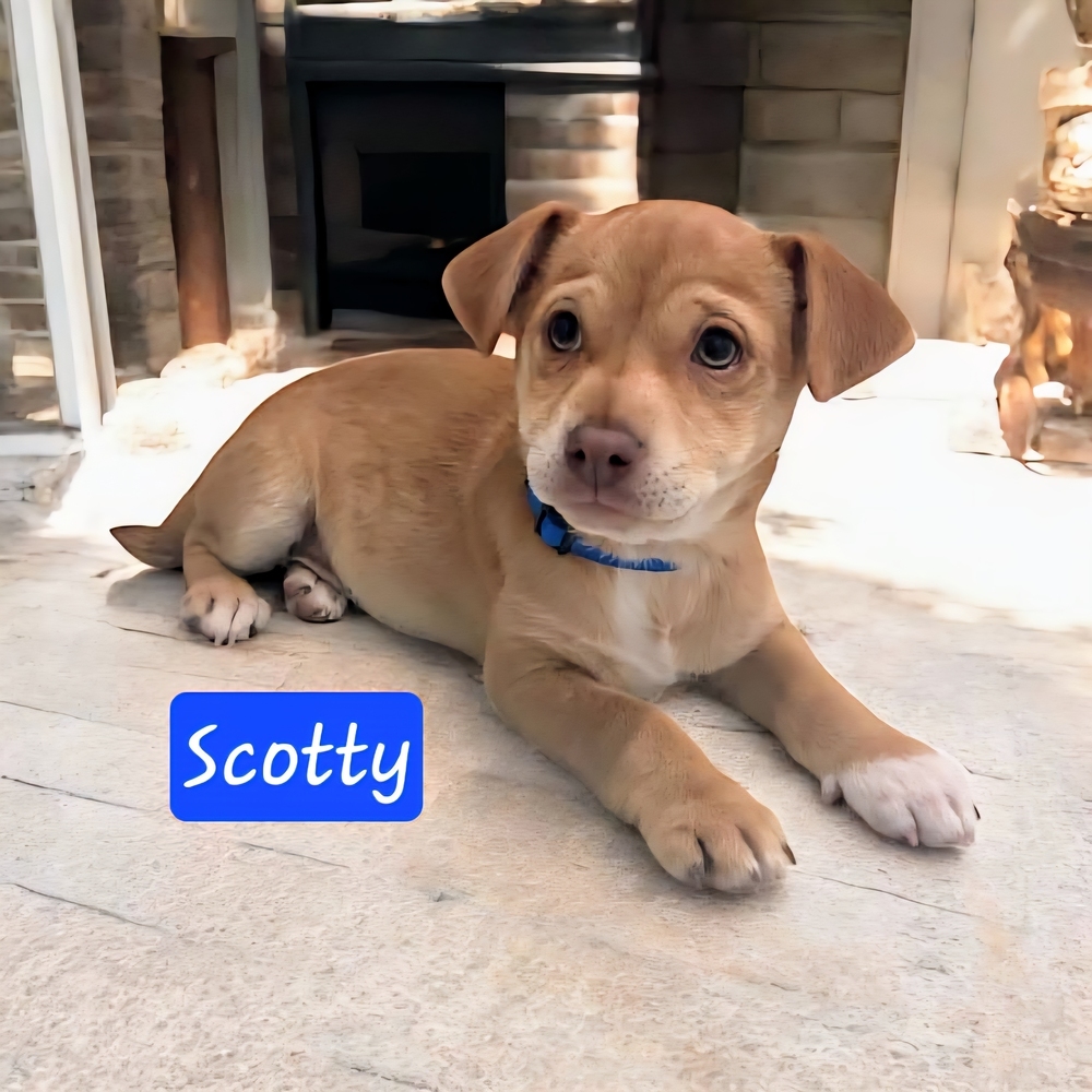 Scotty