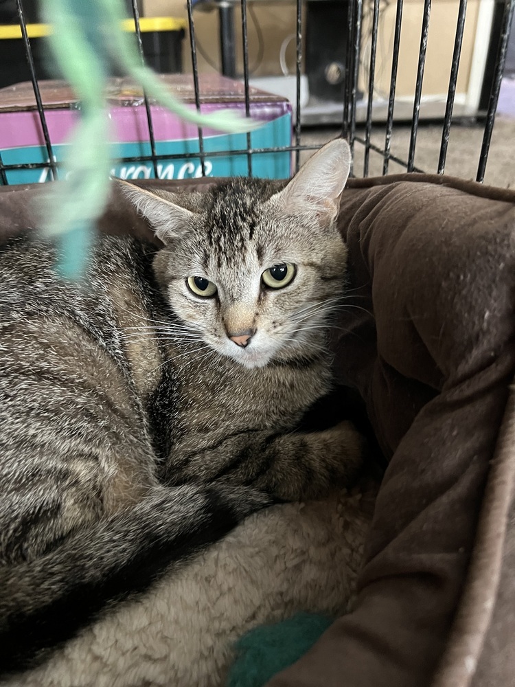 Nibbler, an adoptable Domestic Short Hair in Moses Lake, WA, 98837 | Photo Image 1