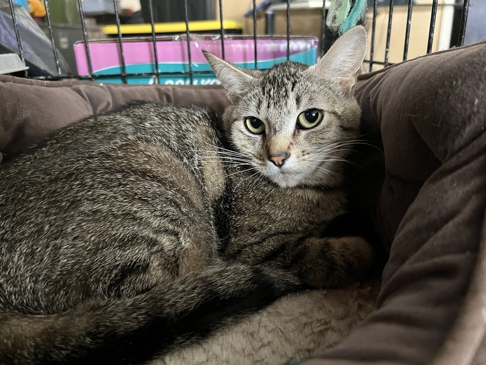 Nibbler, an adoptable Domestic Short Hair in Moses Lake, WA, 98837 | Photo Image 2