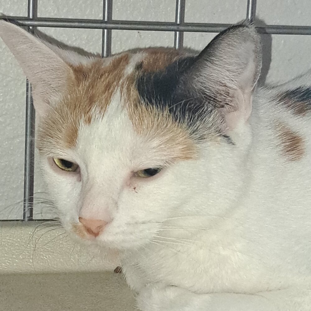 Bobby Jean, an adoptable Domestic Short Hair in Moses Lake, WA, 98837 | Photo Image 1