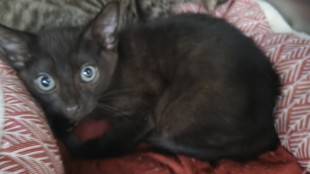 N - Chewie, an adoptable Domestic Short Hair in Moses Lake, WA, 98837 | Photo Image 1