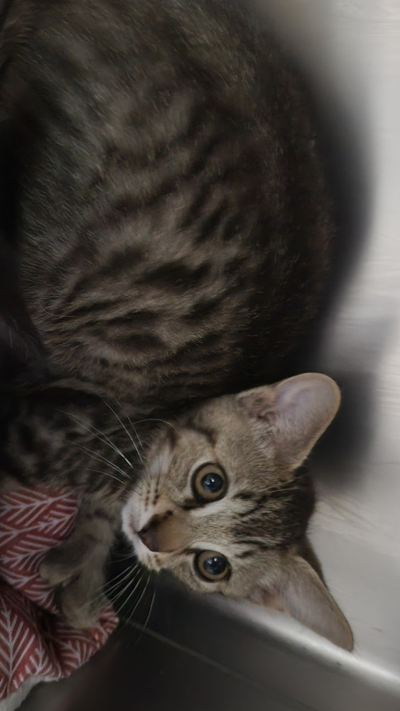 N - Munchie, an adoptable Domestic Short Hair in Moses Lake, WA, 98837 | Photo Image 1