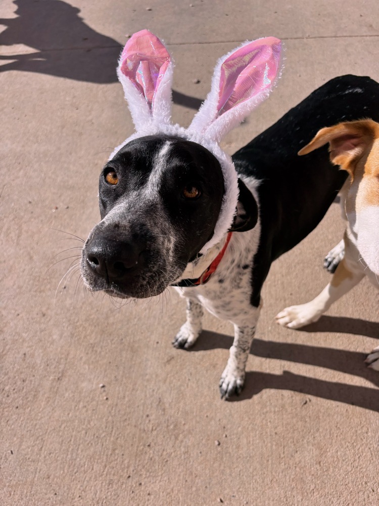 Belle, an adoptable Pointer in Rapid City, SD, 57702 | Photo Image 2