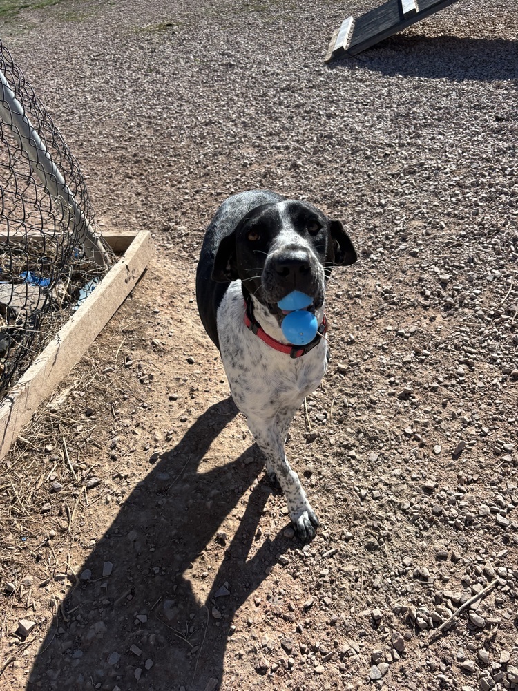 Belle, an adoptable Pointer in Rapid City, SD, 57702 | Photo Image 3