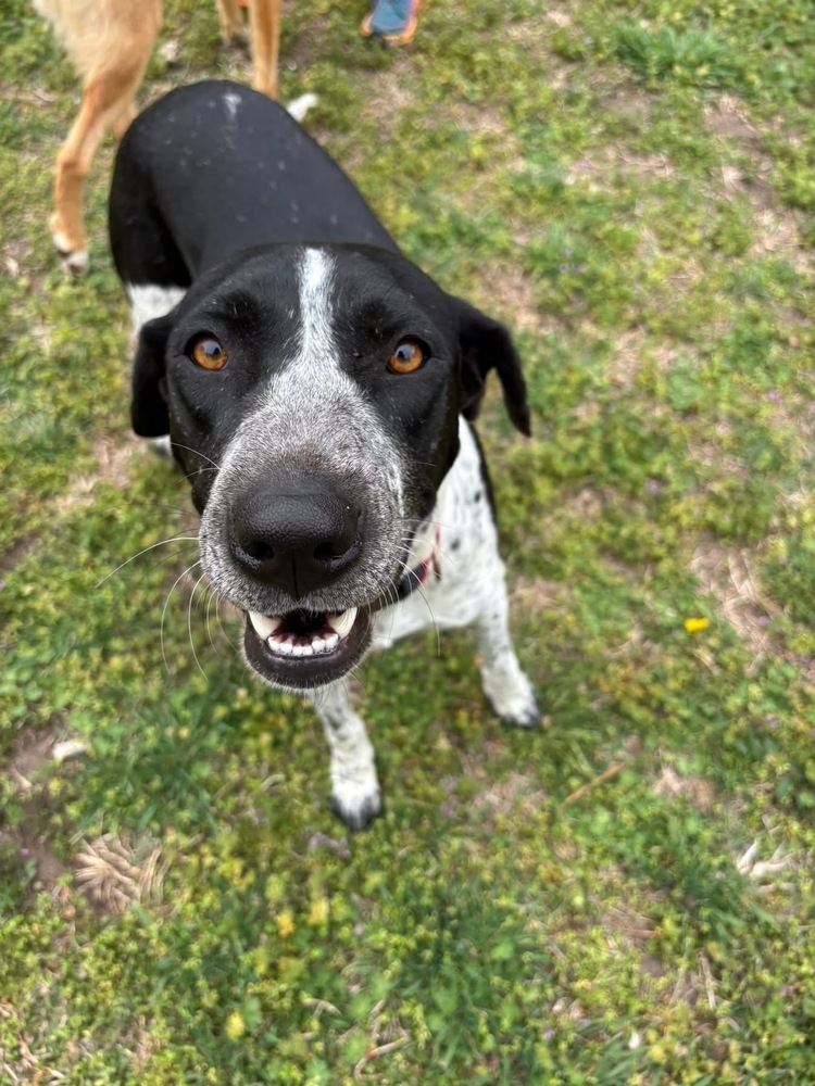 Belle, an adoptable Pointer in Rapid City, SD, 57702 | Photo Image 4