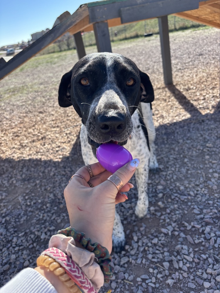 Belle, an adoptable Pointer in Rapid City, SD, 57702 | Photo Image 5