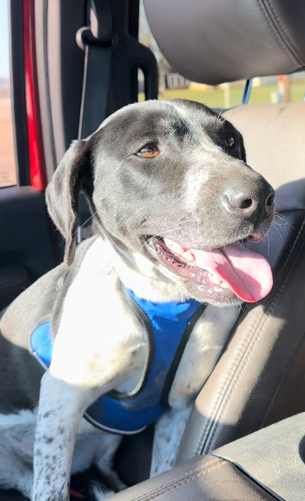 Belle, an adoptable Pointer in Rapid City, SD, 57702 | Photo Image 6
