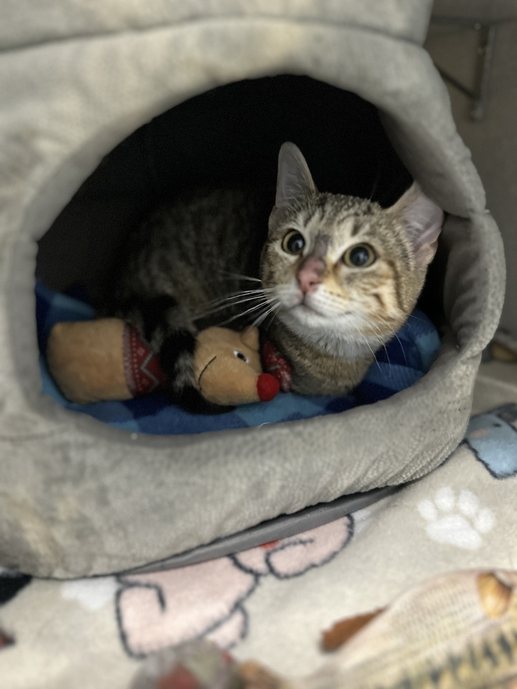Mochi, an adoptable Domestic Short Hair in Trenton, ME, 04605 | Photo Image 1